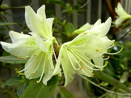 ヒカゲツツジ・12.05.11