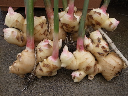 ショウガ収穫５