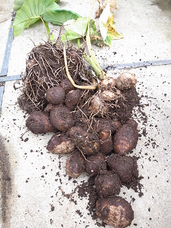 サトイモ４