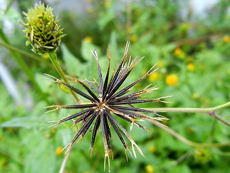 コセンダングサ（小栴檀草）