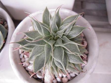 シルバースター