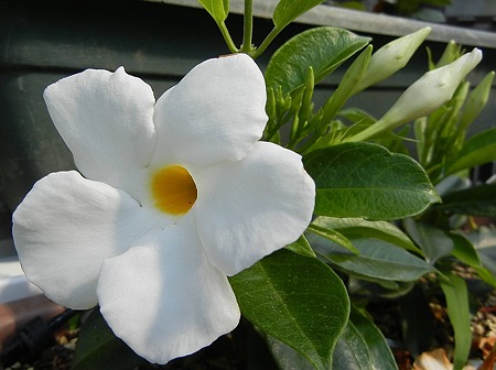 サンパラソル・クリアホワイト