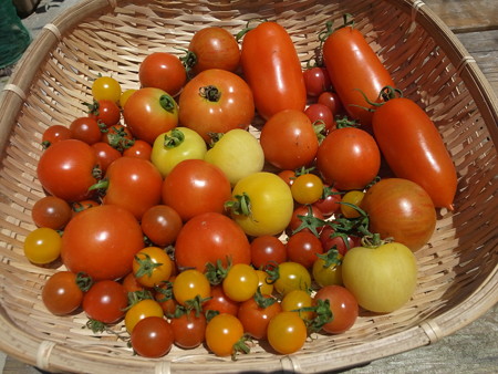 写真: 収穫野菜６