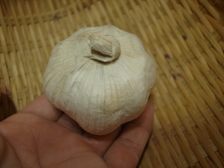 写真: ニンニク２