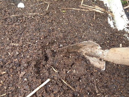 写真: ニンニク植え付け１