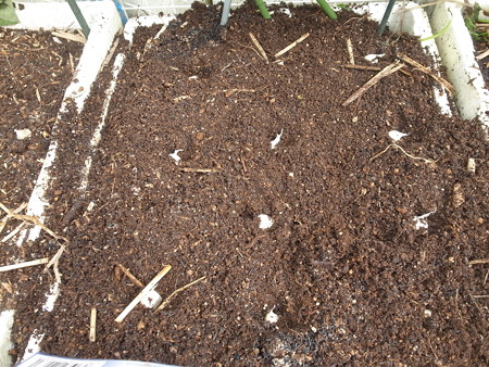 写真: ニンニク植え付け４