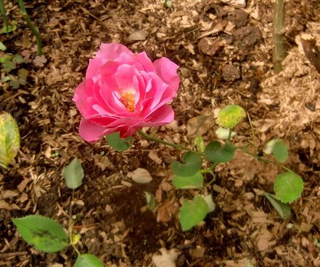 挿し木っ子　咲きました　だ～れ