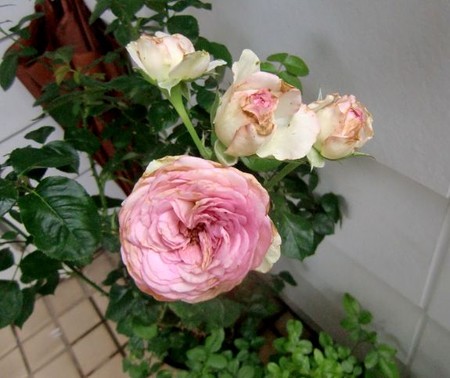 コルダナ傷付けられて　4