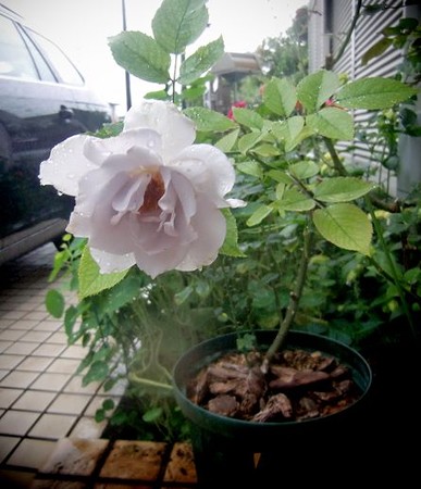 ブルーインパレス　2