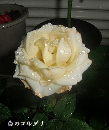 一年生苗のコルダナ　白