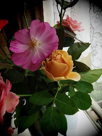 ハニー・ディジュン　秋までバイバイ