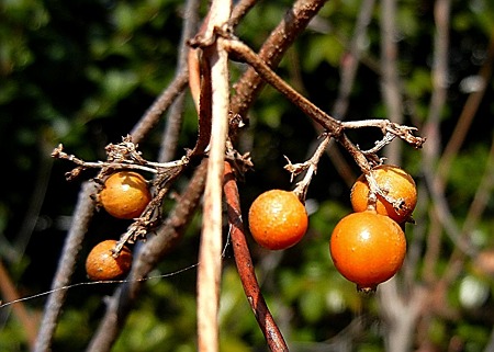 ヘクソカズラの実・A