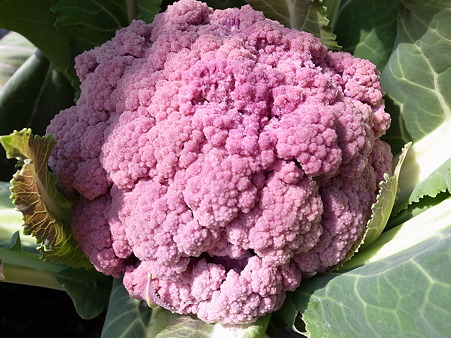 紫カリフラワー４