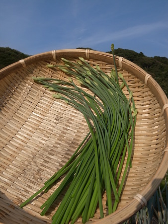 写真: 花ニラ１