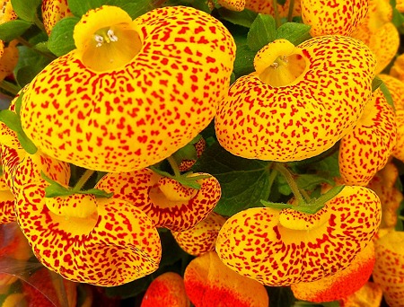 カルセオラリア（キンチャクソウ）12.02.17