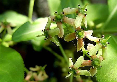 マユミ(檀)・12.05.27