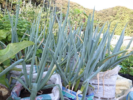 長ネギ袋栽培１
