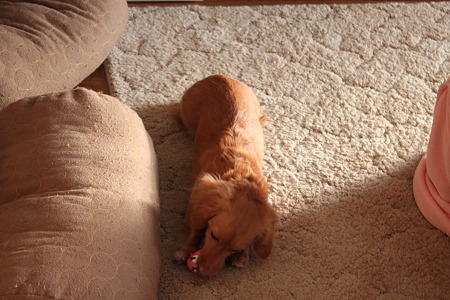 おもちゃがあれば地震も平気？