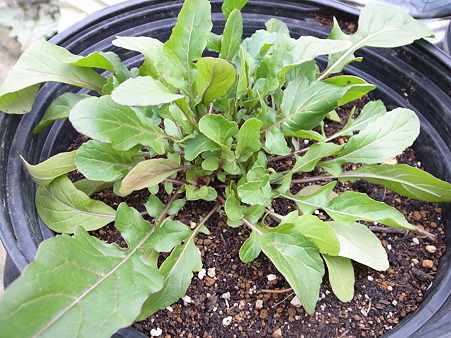 ルッコラ栽培２