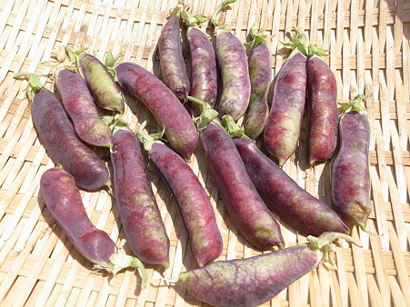 写真: ツタンカーメン５