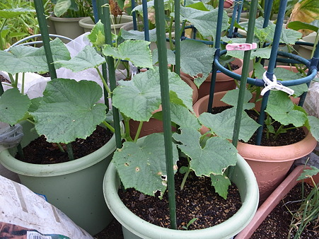 写真: 秋きゅうり２