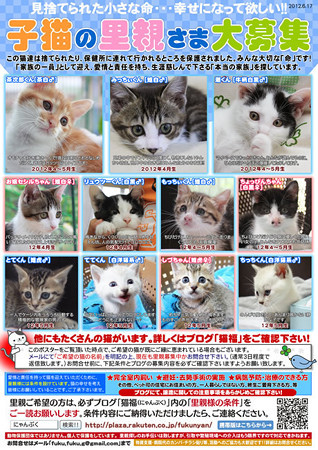 猫福～猫の里親募集中！！