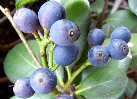 シャリンバイの実・A