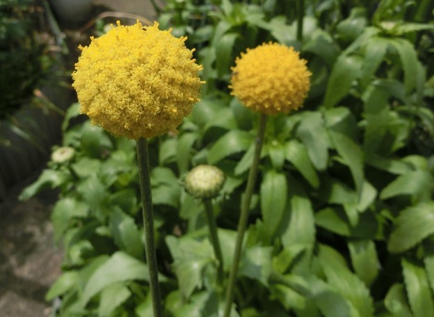 クラスペディア・グロボーサ・150524