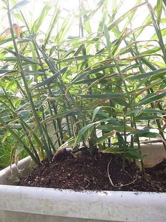 写真: ショウガ収穫１