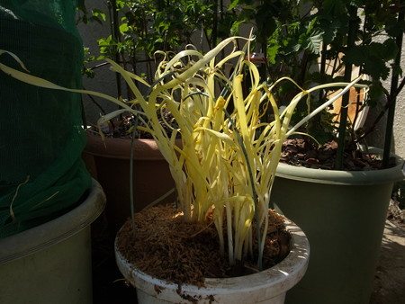 写真: 黄ニラ５