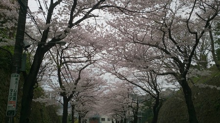 写真: 桜道