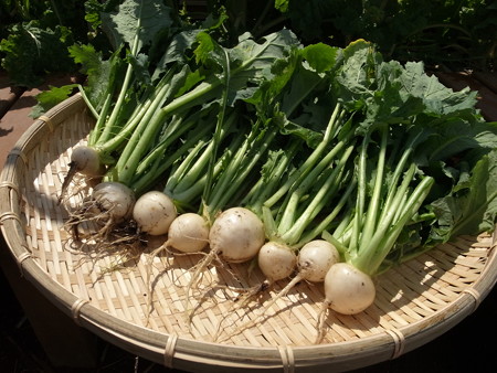 写真: 収穫野菜８