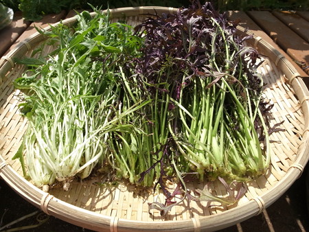 写真: 収穫野菜９