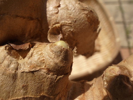 写真: ショウガ４