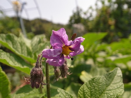 写真: ジャガイモ花
