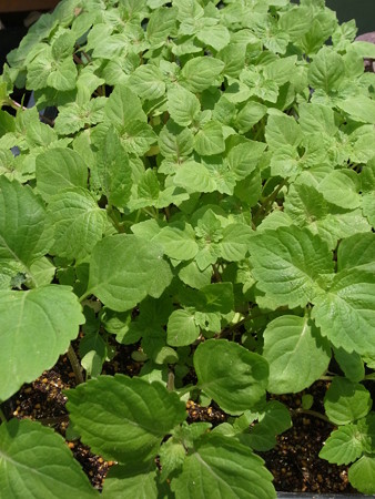 写真: 紫蘇苗２