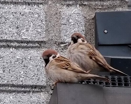 (^_^)／おはよー