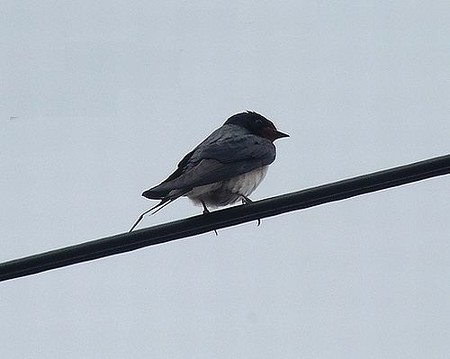 クリクリお目目の燕ちゃん