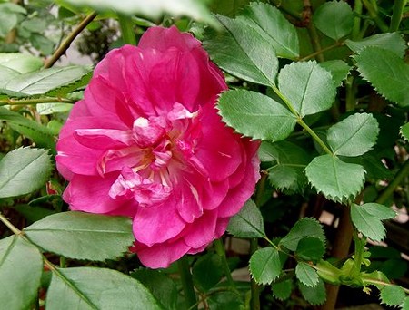 ビオレッタ一番花