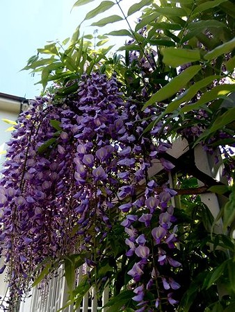 藤の花も満開に