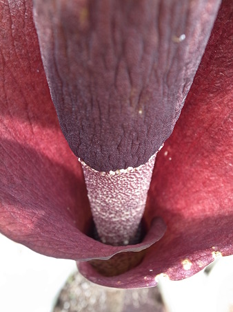 コンニャク花４