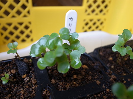 カリフラワー発芽