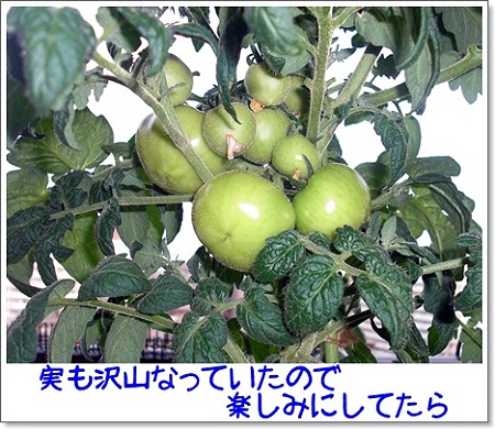 ベランダイエローの真実3