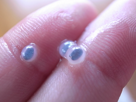 写真: バジルシード３