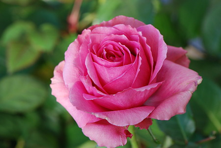 リディアコルダナ