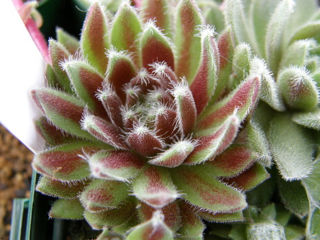 Kurenaigiku-1101 120422