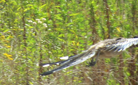 飛んでるオオミチバシリ
