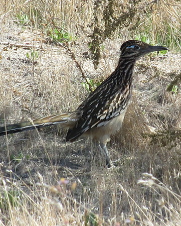 オオミチバシリー８