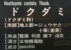 ドクダミ・花名札