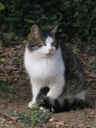 トラ（キツネ）